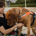 Understanding the 4 Legal Rights and Responsibilities of DPT Service Dog Owners